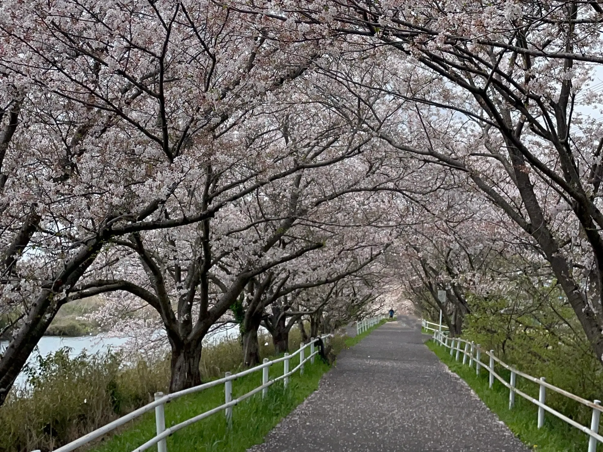 花見川千本桜緑地の桜